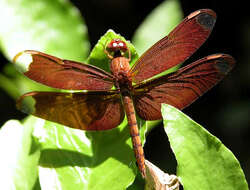 Image of Black Stream Glider