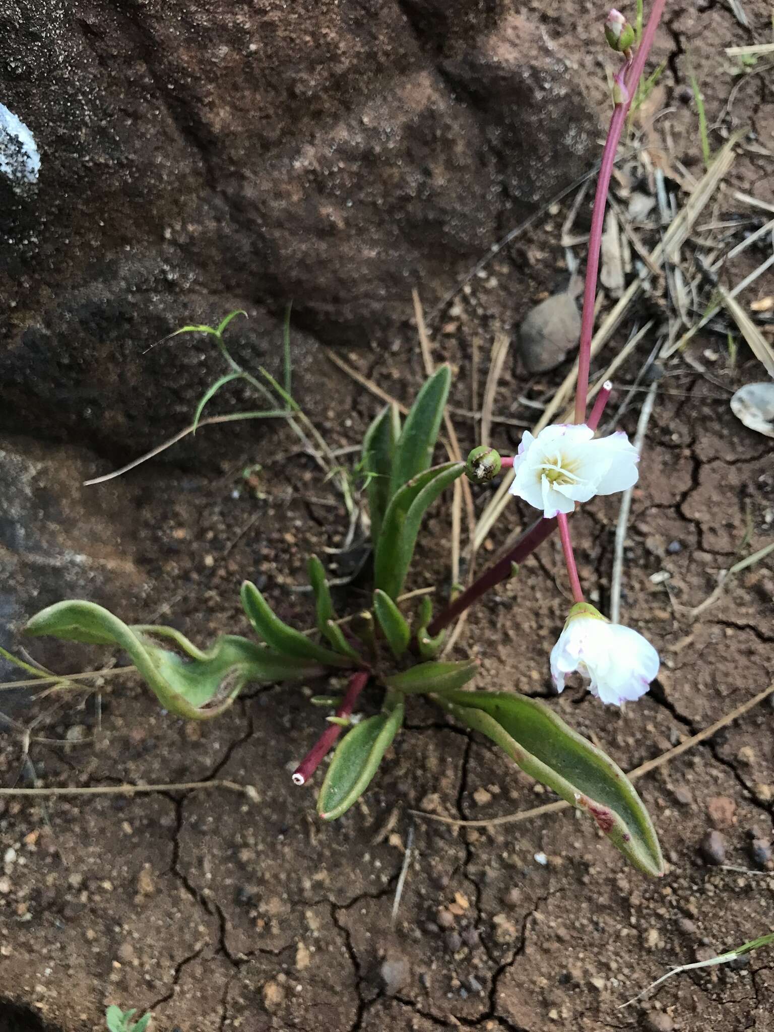 Lewisia oppositifolia (S. Wats.) B. L. Rob. resmi