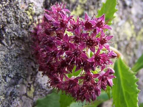 Image of Orpine