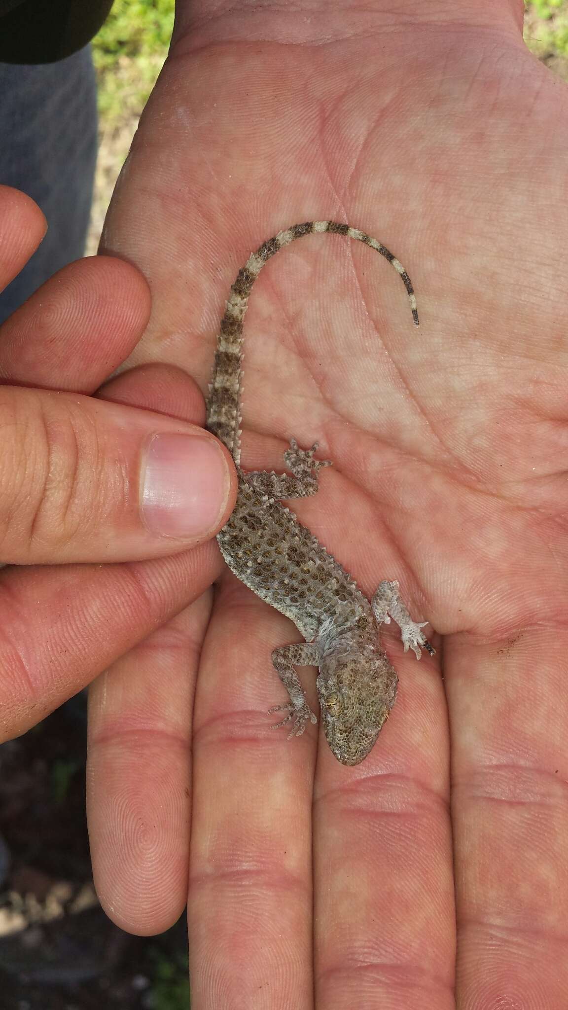 Image of Keeled Gecko