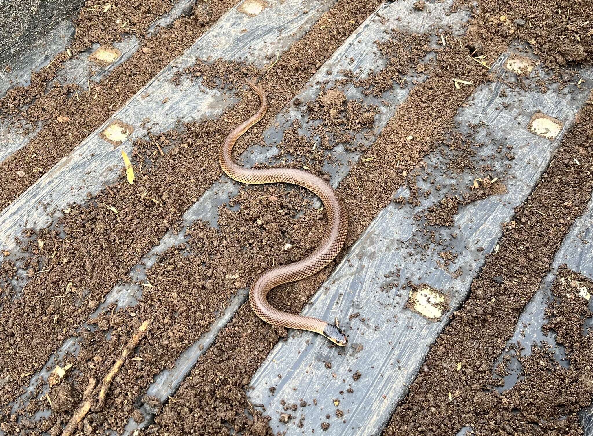 Image of Little Whip Snake