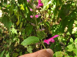 Salvia curviflora Benth. resmi