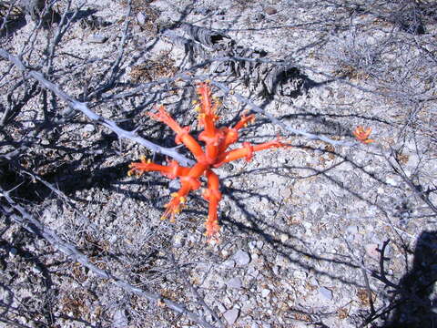 Image of Fouquieria formosa Kunth