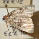 Image de Callopistria latreillei Duponchel 1827