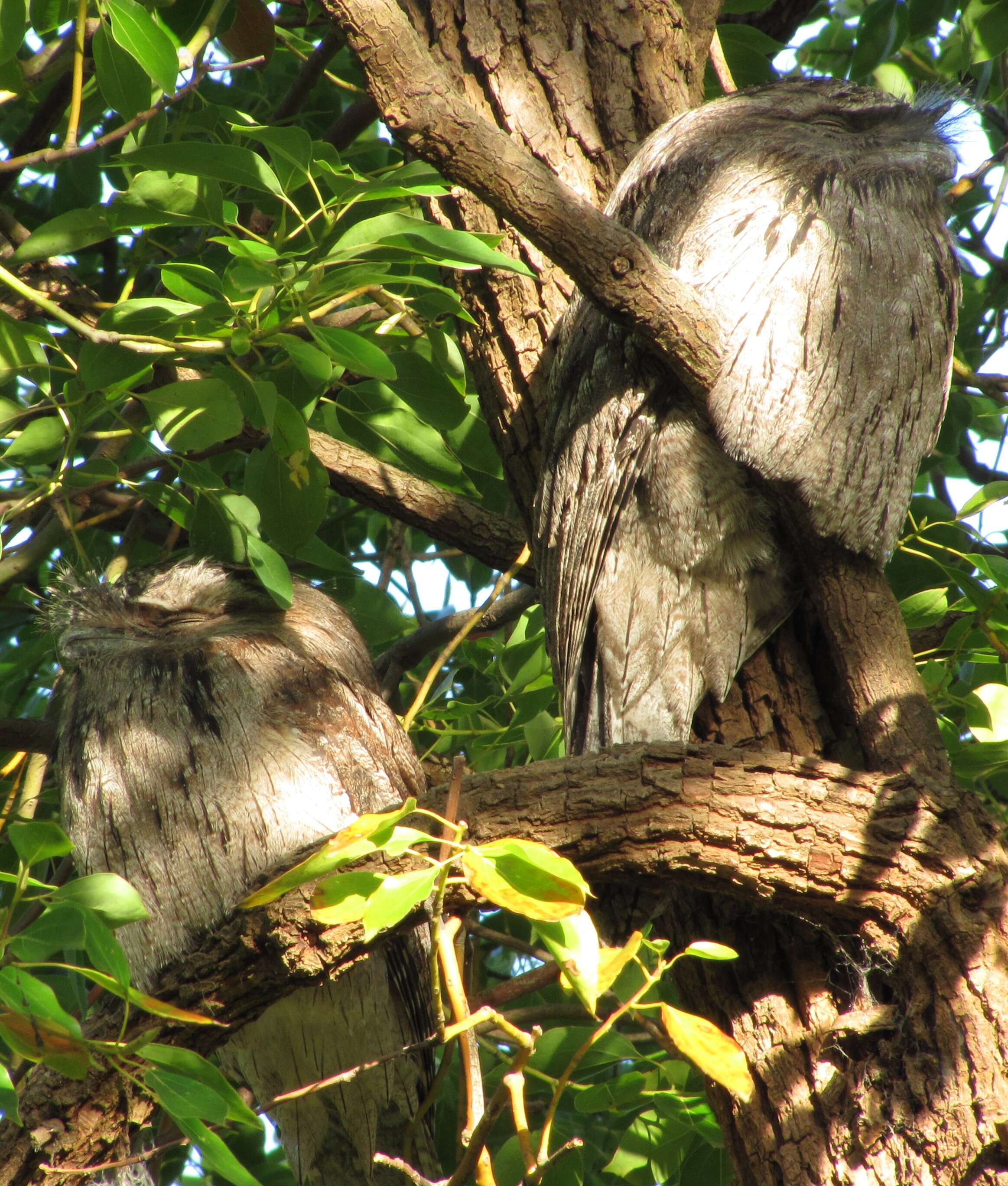 Image of Tawny Frogmouth