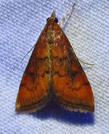 Image of Variable Reddish Pyrausta