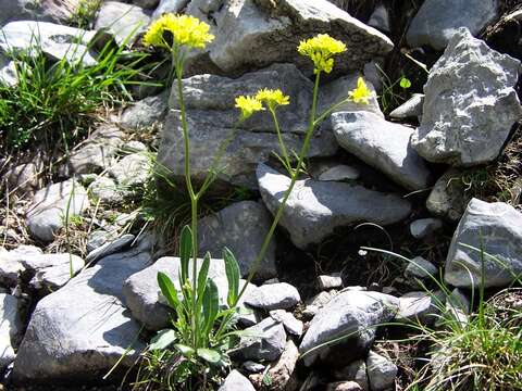 Image of Buckler Mustard