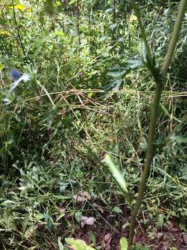 Image of Eryngium beecheyanum Hook. & Arn.