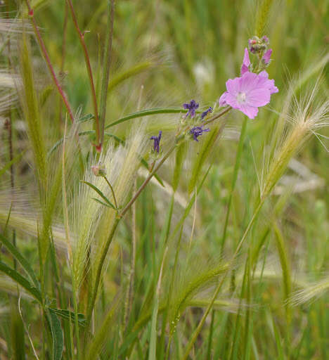 Imagem de Sidalcea neomexicana A. Gray