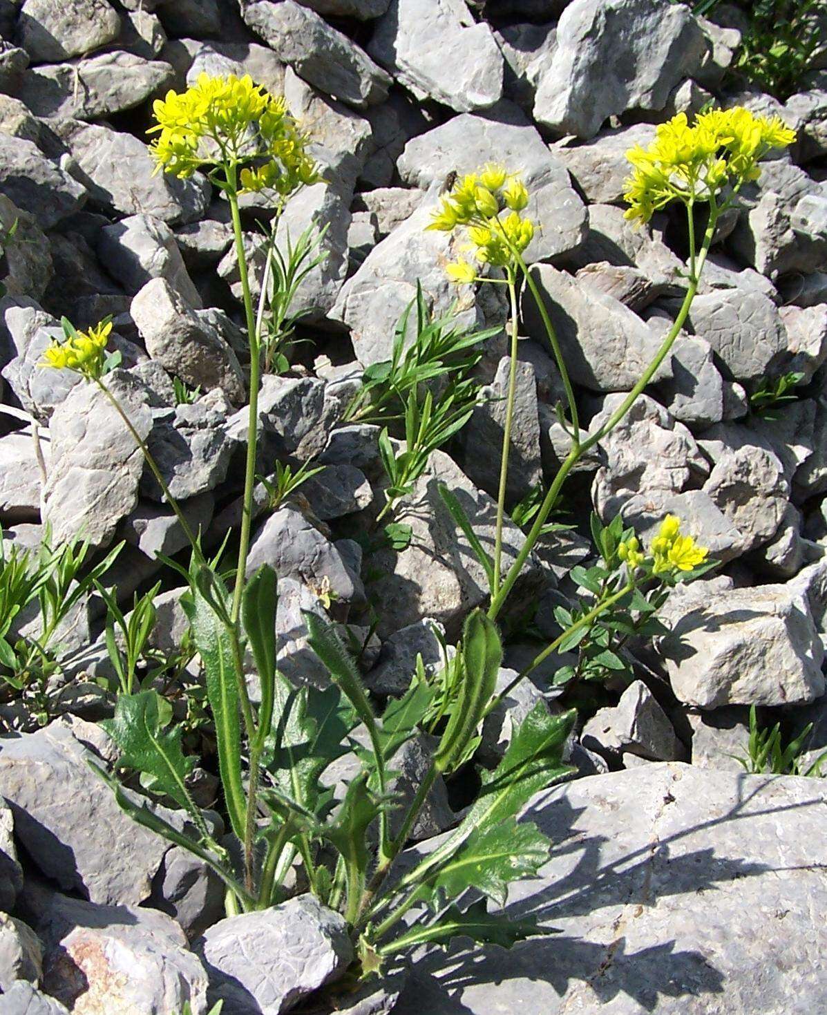 Image of Buckler Mustard