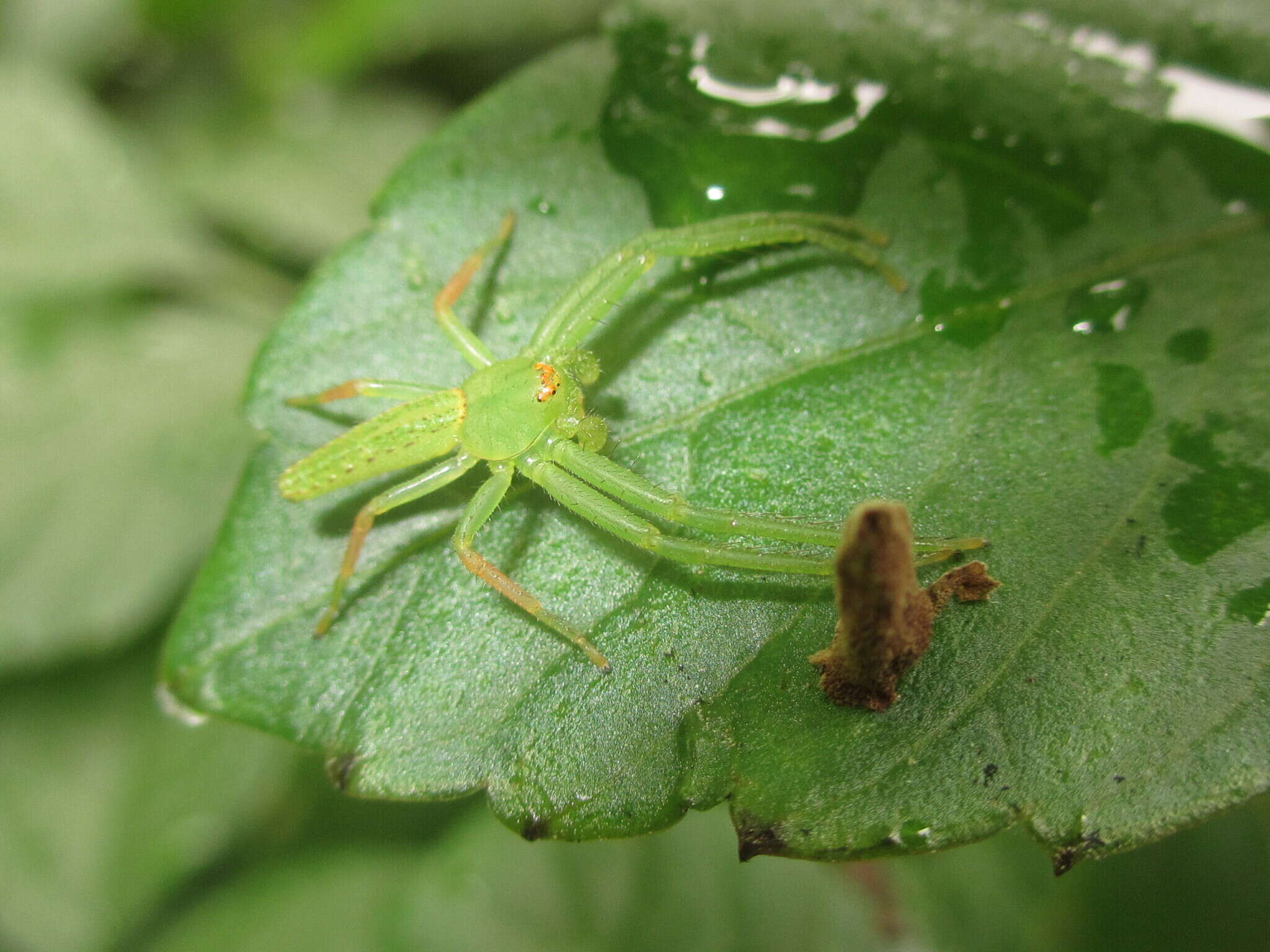 Image of Oxytate striatipes L. Koch 1878