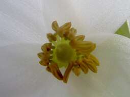 Image of Heliamphora nutans Benth.