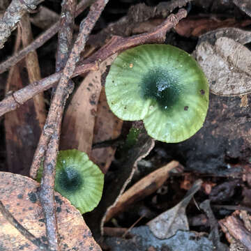 Image of Gliophorus pseudograminicolor (A. M. Young) P. M. Kirk 2013