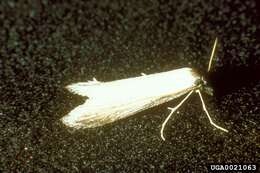 Image of Pterolonchidae