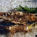 Image of Brown-winged knapweed root moth