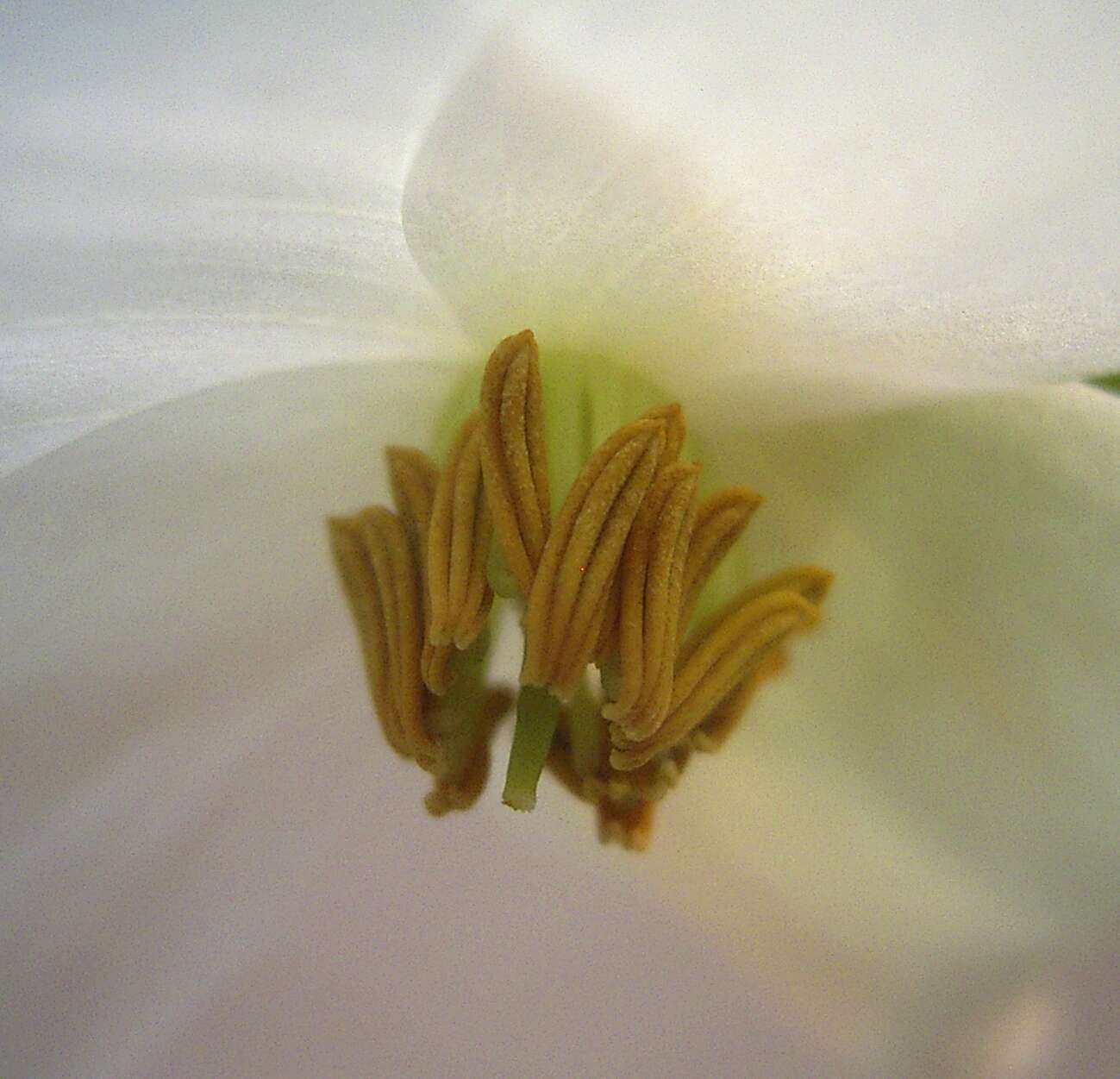 Image of Heliamphora nutans Benth.