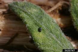 Image of Brown-winged knapweed root moth