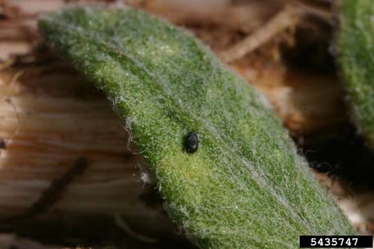 Image of Brown-winged knapweed root moth