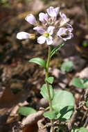 Image of Limestone Bittercress