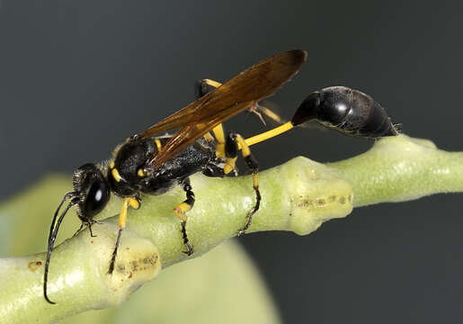 Image of Mud dauber