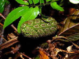 Image of Asplundia brachyphylla Harling