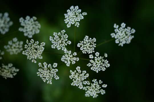 Image of rough chervil