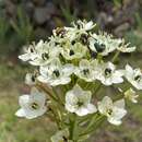 Image de Ornithogalum saundersiae Baker