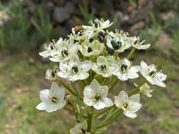 Слика од Ornithogalum saundersiae Baker