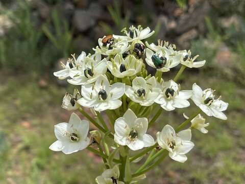 Image of Ornithogalum saundersiae Baker