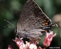 Image of California Hairstreak