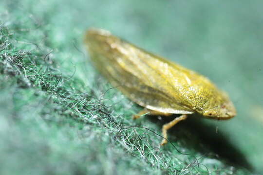 Image of Willow Froghopper