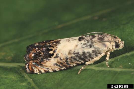 Image of Chestnut leaf roller