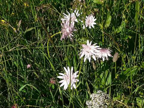 Plancia ëd Podospermum roseum (Waldst. & Kit.) Gemeinholzer & Greuter