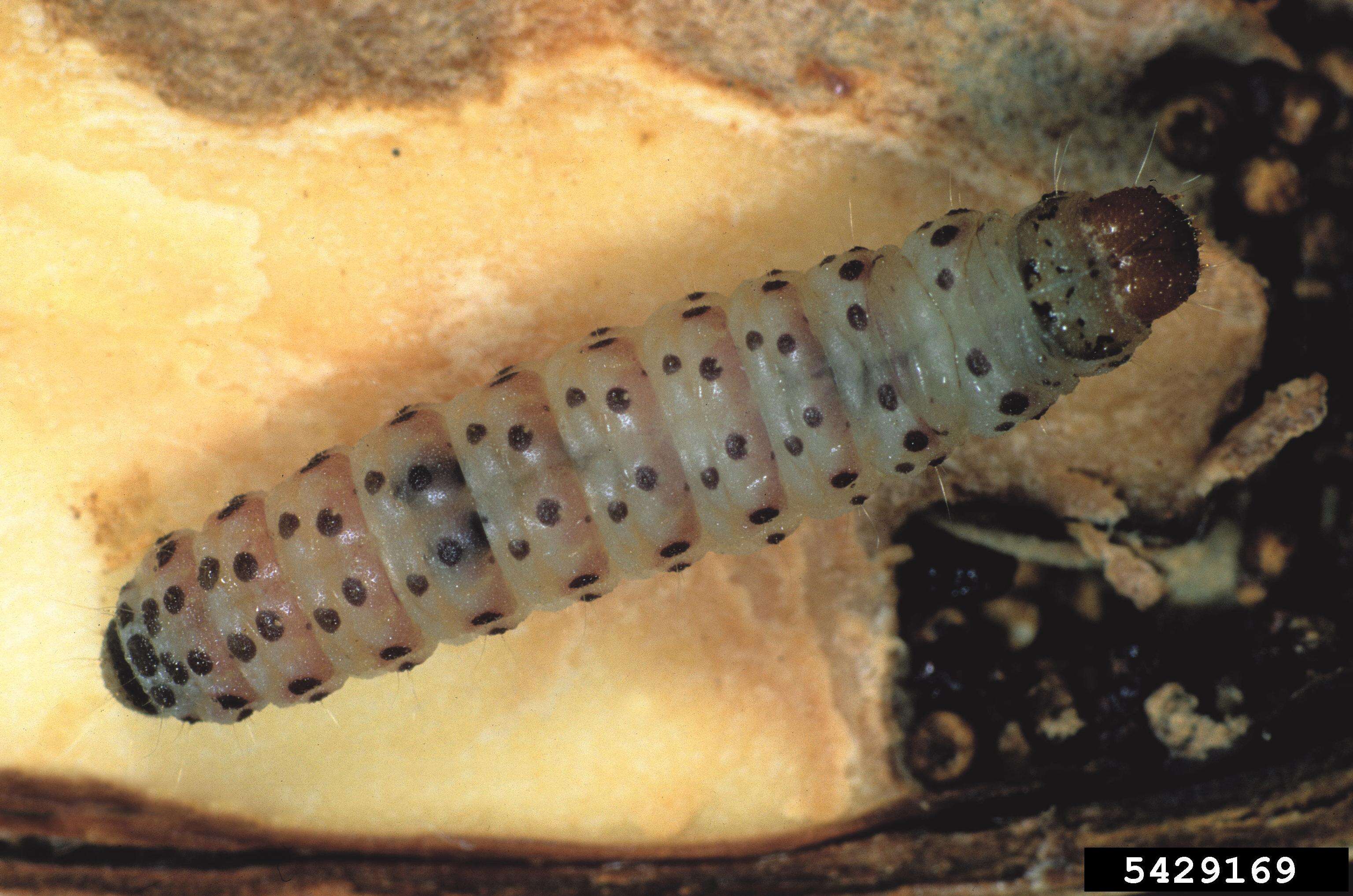 Image of Chestnut leaf roller