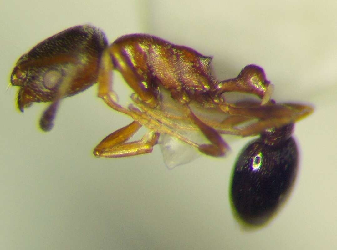 Image of Ant