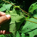 Smallanthus maculatus (Cav.) H. Rob. resmi