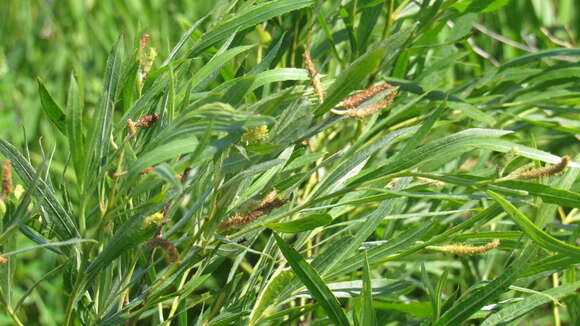 Image of Sandbar Willow