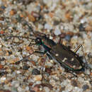 Imagem de Cicindela (Cicindela) oregona Le Conte 1856