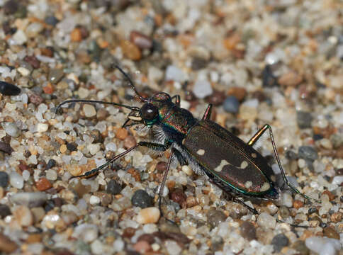 Plancia ëd Cicindela (Cicindela) oregona Le Conte 1856