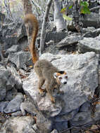 Image of Crowned Lemur