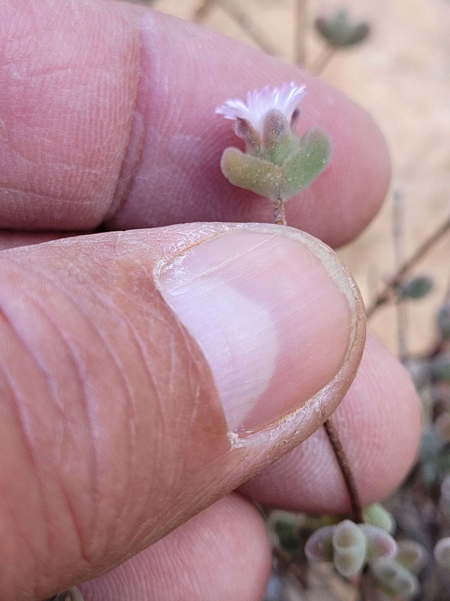 Imagem de Drosanthemum curtophyllum L. Bol.