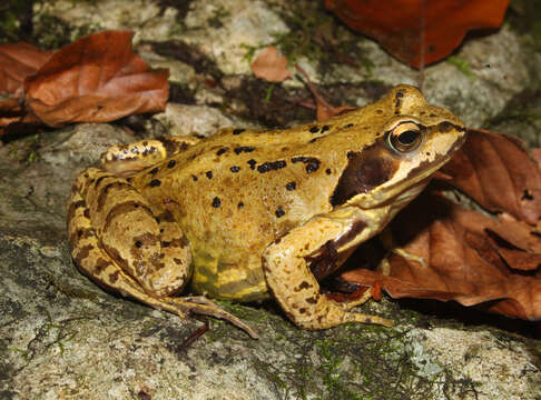 Image of Common frog