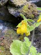 Image of Calceolaria crenatiflora Cav.