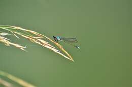 Sivun Oxyagrion ablutum (Calvert 1909) kuva