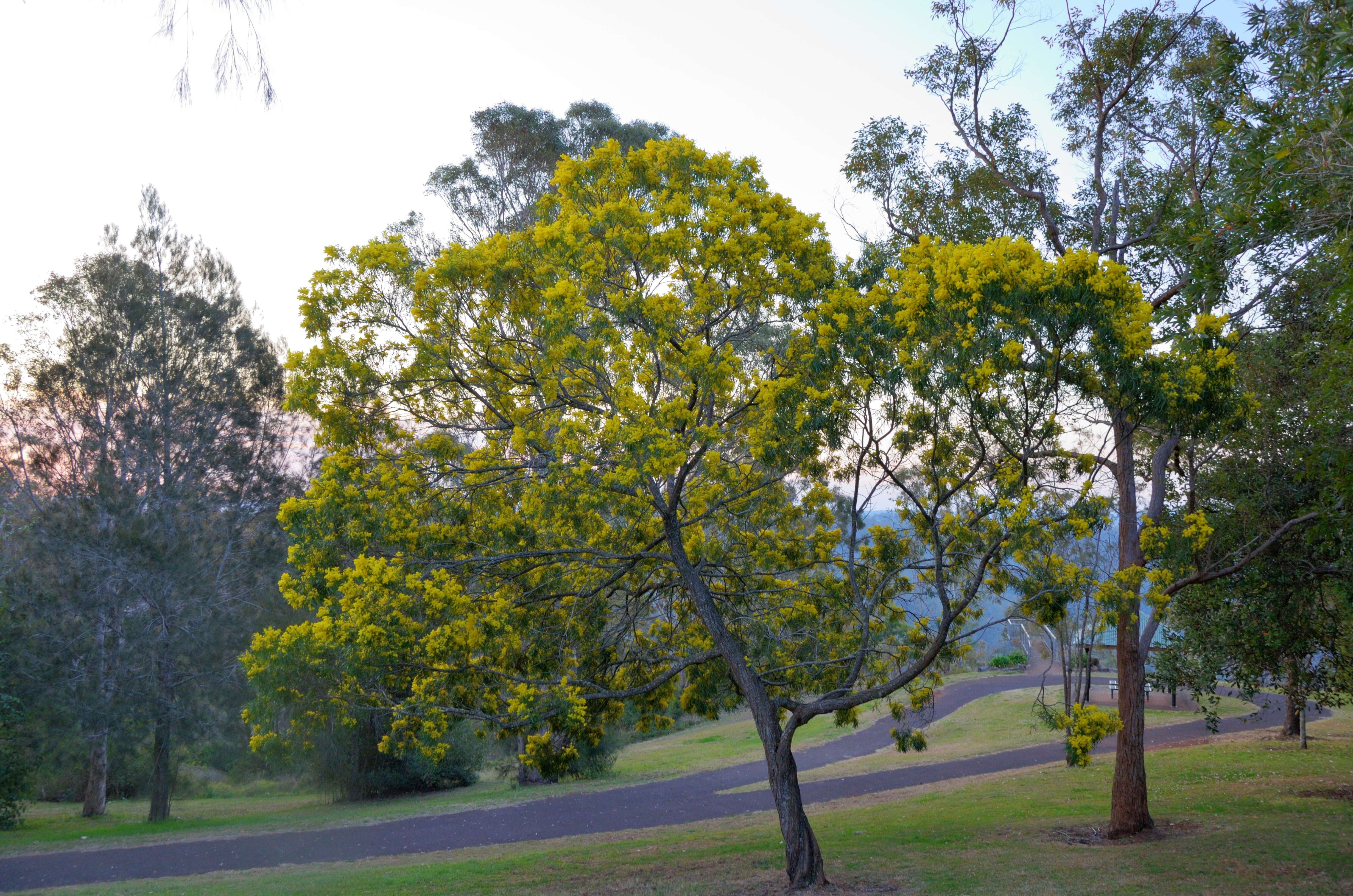 Sivun Acacia pycnantha Benth. kuva