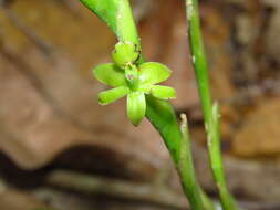 Image of Epidendrum cardiophorum Schltr.