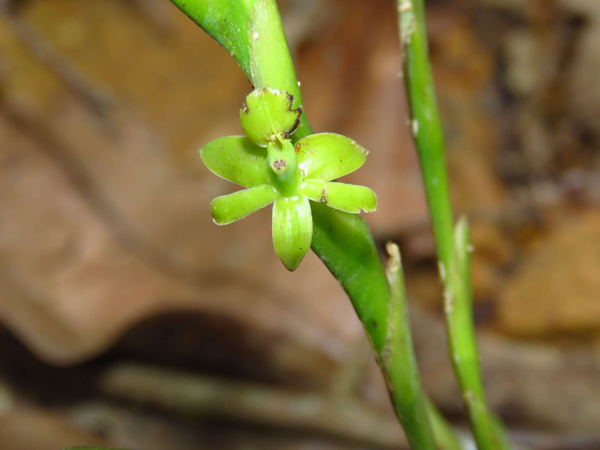 Image of Epidendrum cardiophorum Schltr.