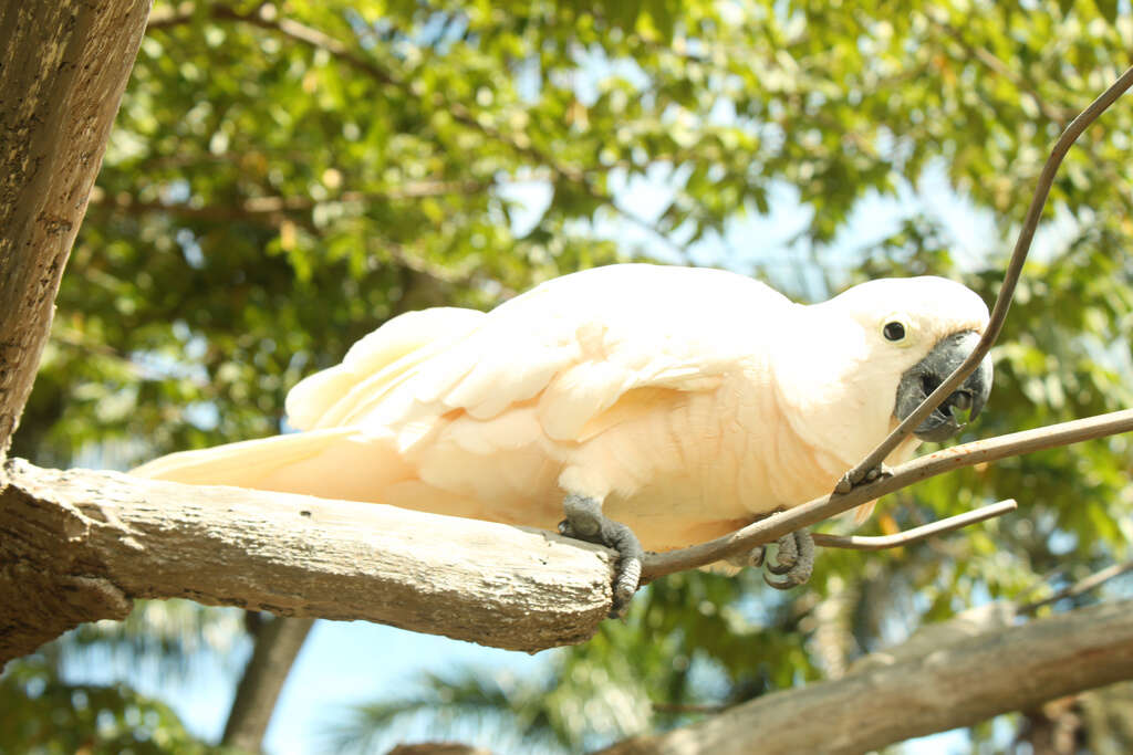 Image of Moluccan Cockatoo