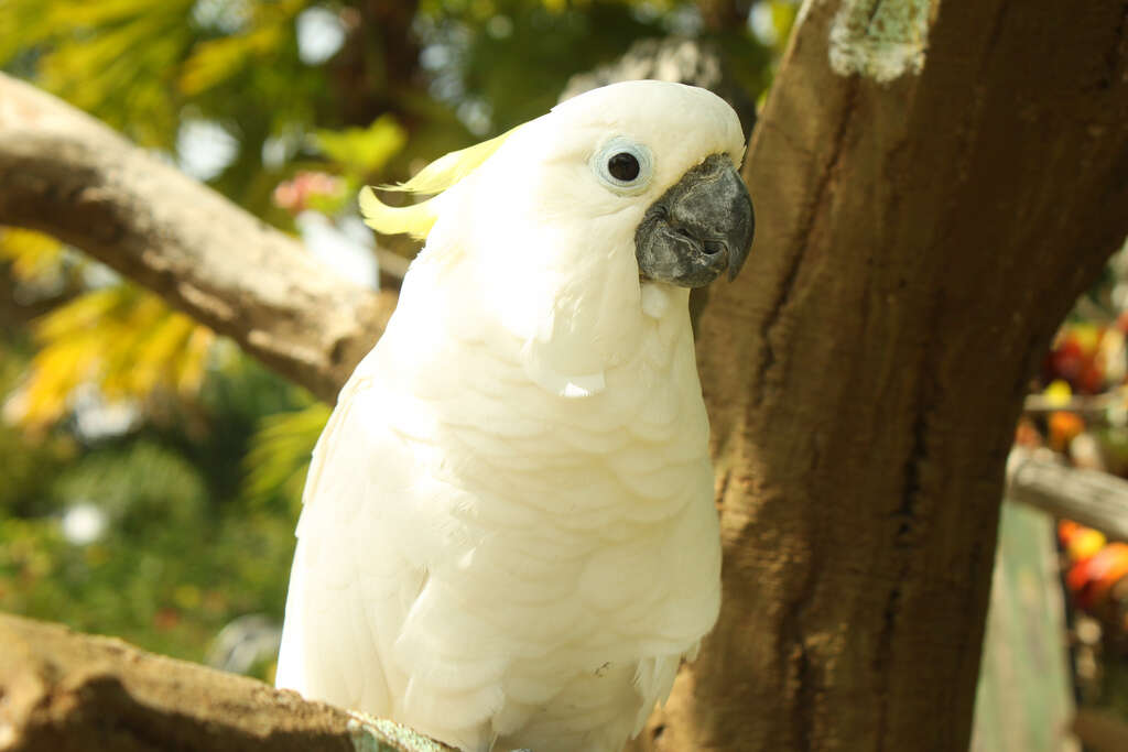 Image of Sulphur-crested Cockatoo