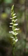 Image of Yellow nodding lady's tresses